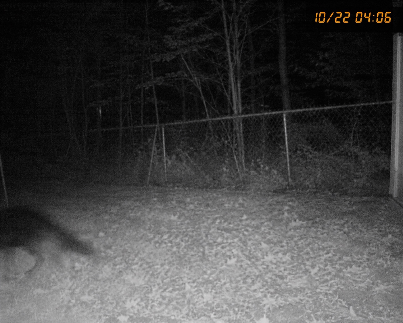 Trail camera frame showing an unidentified low shape near a fence line
